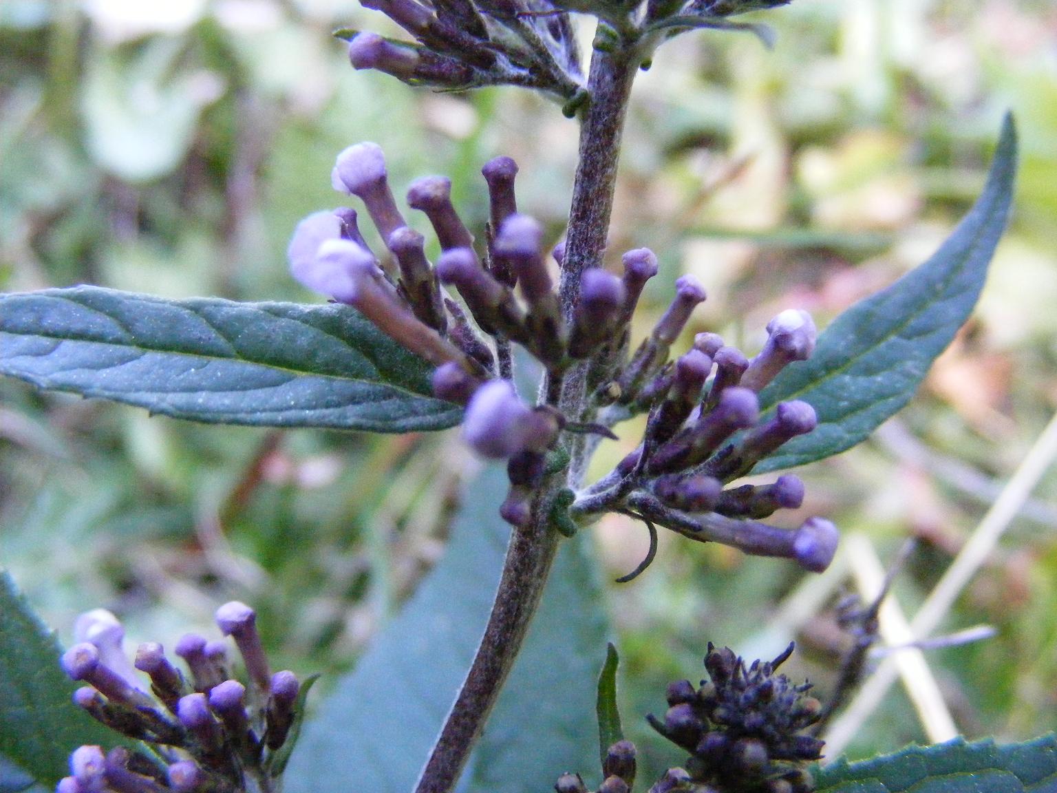 Buddleja davidii